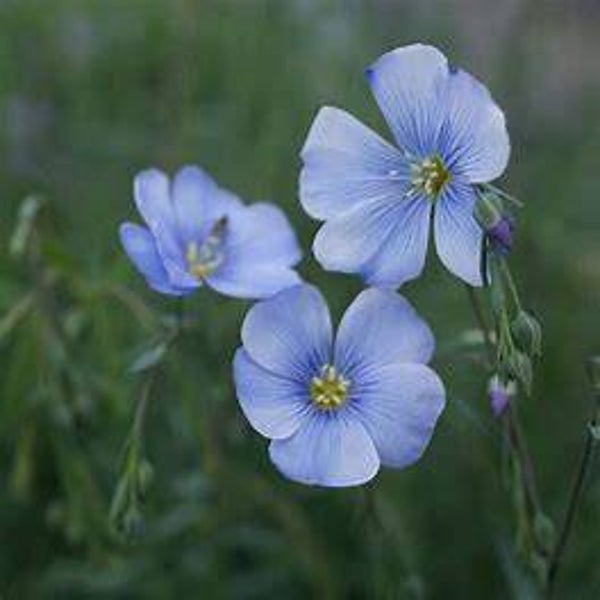 Lin vivace - Linum perenne