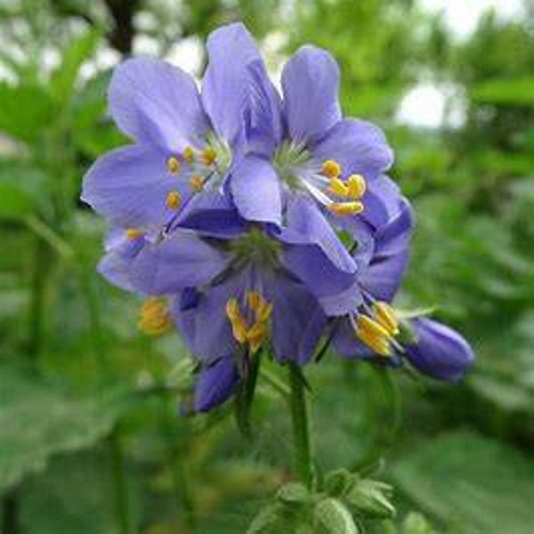 Polémoine Bleu - Polemonium caeruleum