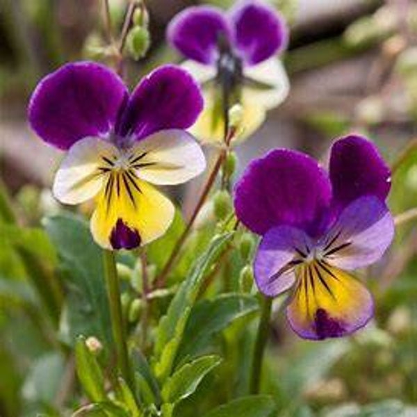 Pensée commune - Viola tricolor