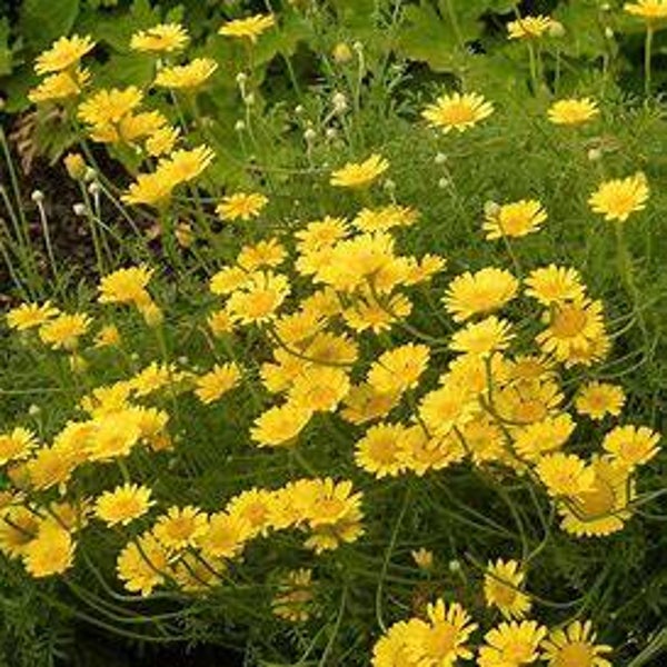 Anthémis des teinturiers - Anthemis tinctoria