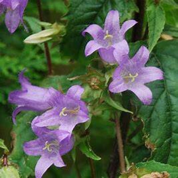 Campanule gentelée - Campanula trachelium