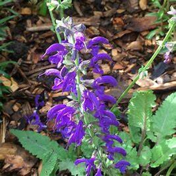 Sauge des prés - Salvia pratensis