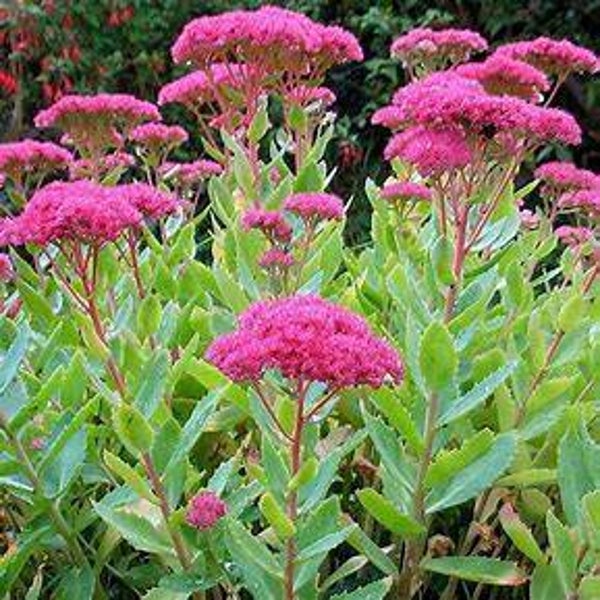 Sedum remarquable - Sedum spectabile