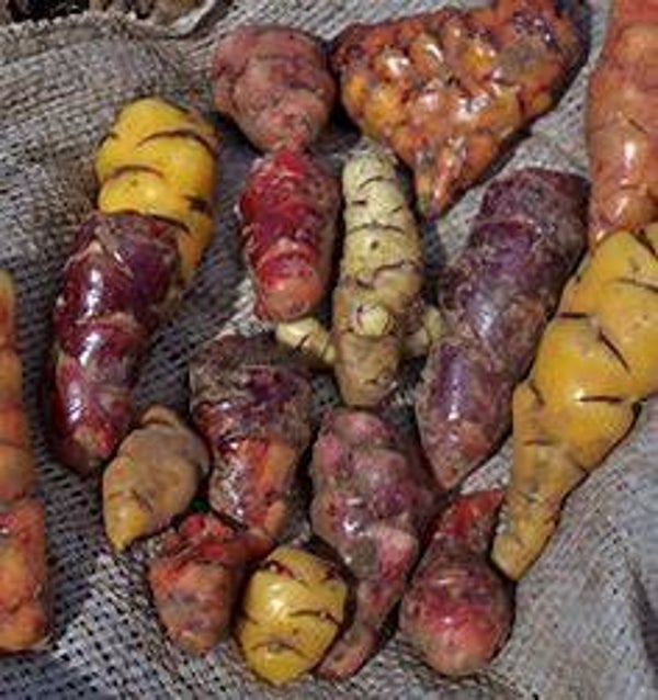 Oca du pérou - Oxalis tuberosa