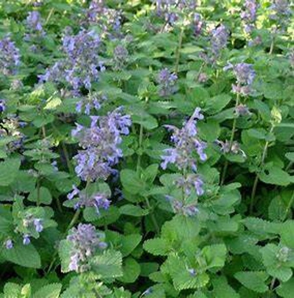 Cataire - Nepeta cataria
