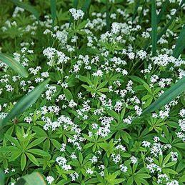 Aspérule odorante - Galium odoratum
