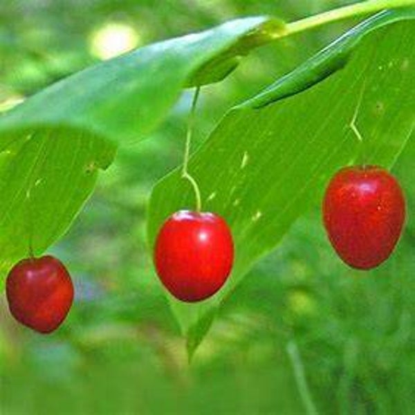 Streptope rose - Streptopus lanceolatus