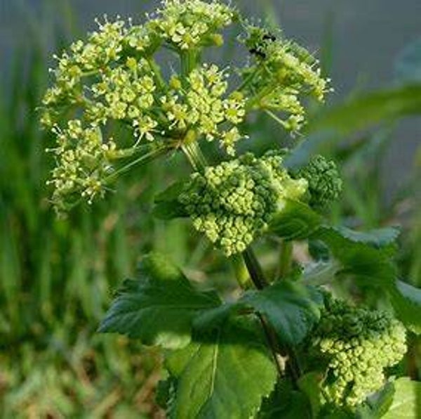 Maceron - Smyrnium olusatrum