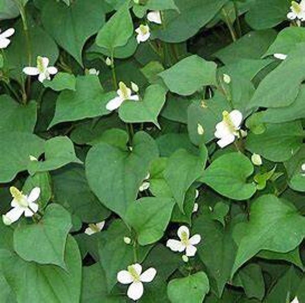 Poivre de Chine - Houttuynia cordata