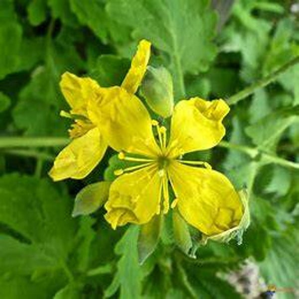 Chélidoine (Herbe aux verrues) - Chelidonium majus