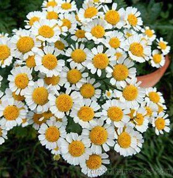 Grande camomille - Tanacetum parthenium