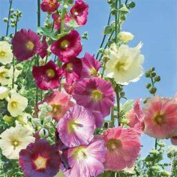 Rose trémière - Alcea rosea