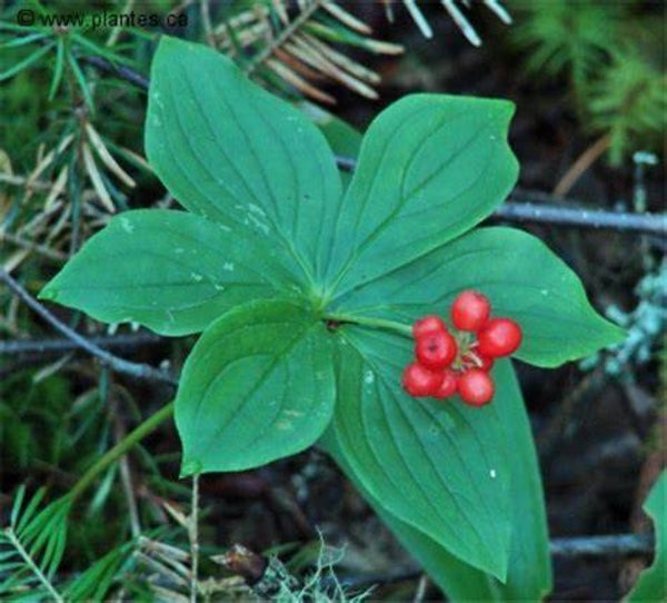 Cornouiller du Canada - Cornus canadensis