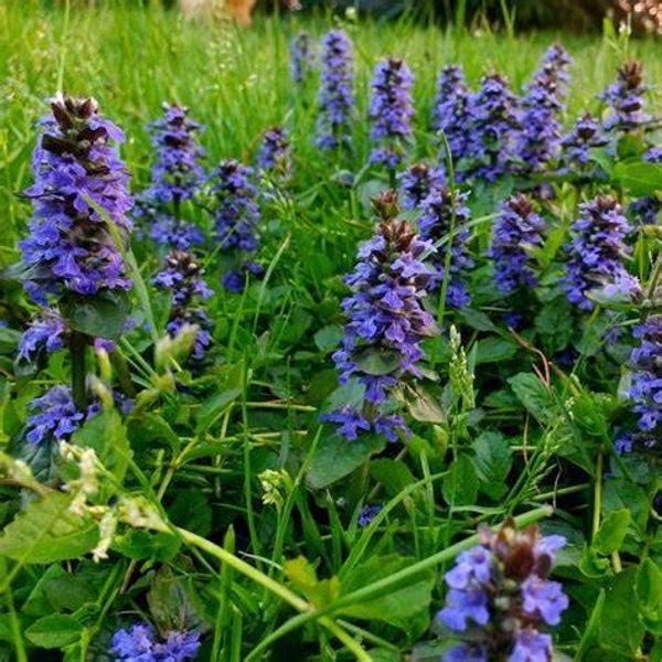 Bugle rampante - Ajuga reptans