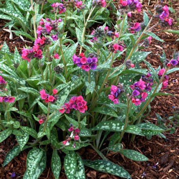 Pulmonaire - Pulmonaria officinalis