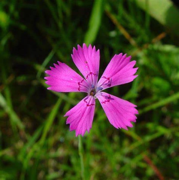 Œillet à delta - Dianthus deltoides