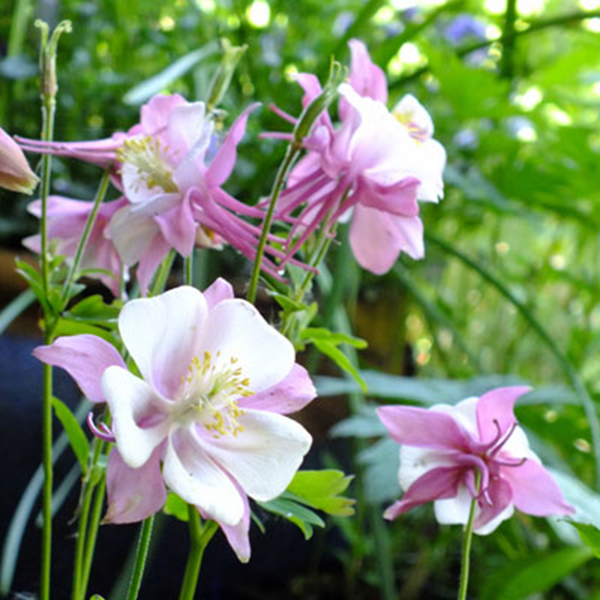 Ancolie ‘Montana’ - Aquilegia ‘Montana’