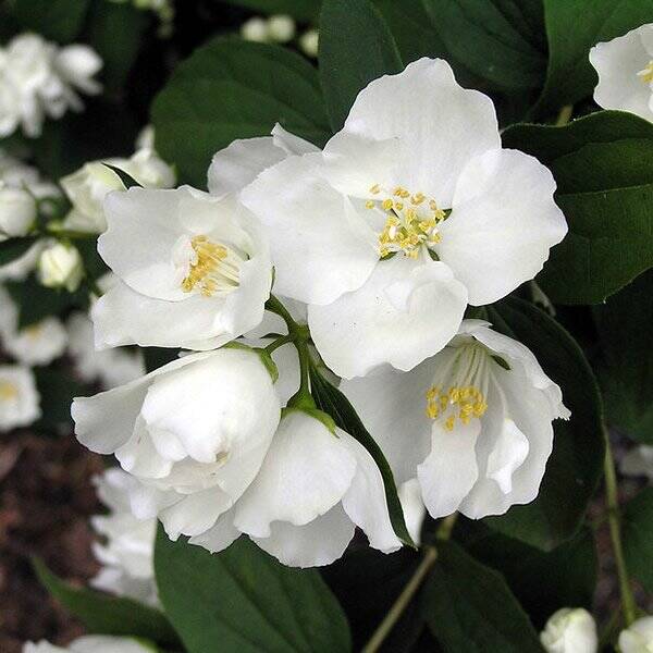 Philadelphus 'Bouquet blanc'