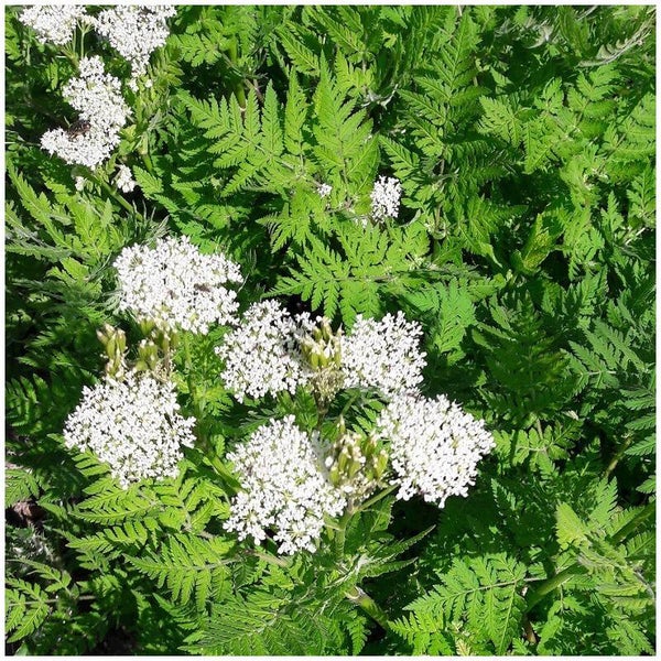 Cerfeuil musqué - Myrrhis odorata