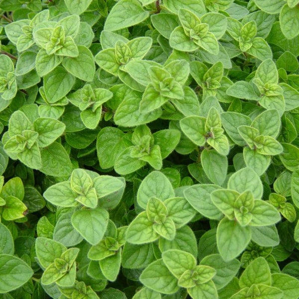 Origan - Origanum vulgare