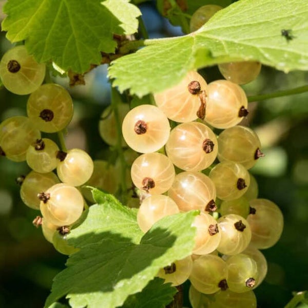 Groseilles à grappes 'Zitavia'