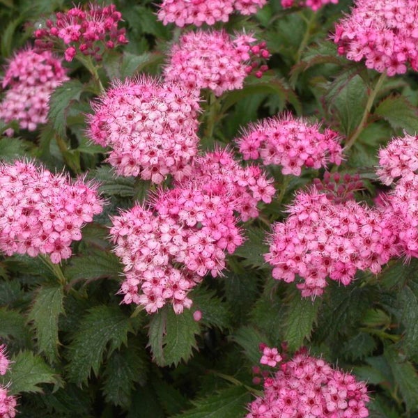 Spirea japonica 'Crispa'