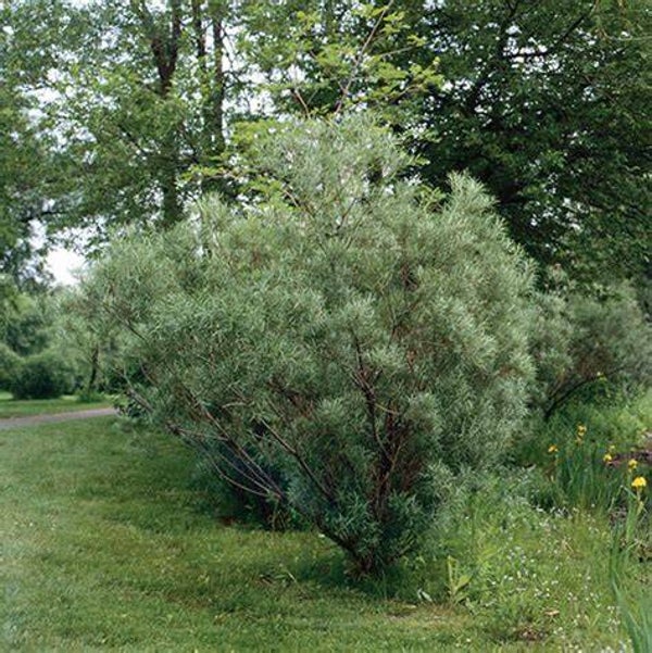 Saule romarin - Salix rosmarinifolia