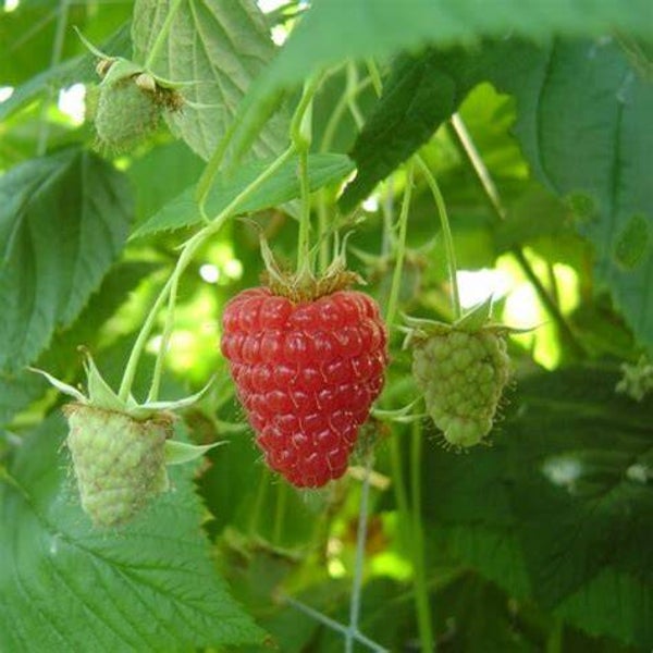 Framboisier 'Tulameen'