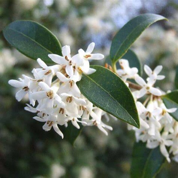 Osmanthus burkwoodii