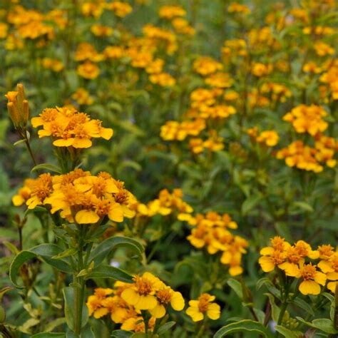 Estragon du Mexique - Tagetes lucida