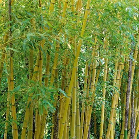 Phyllostachys aurea