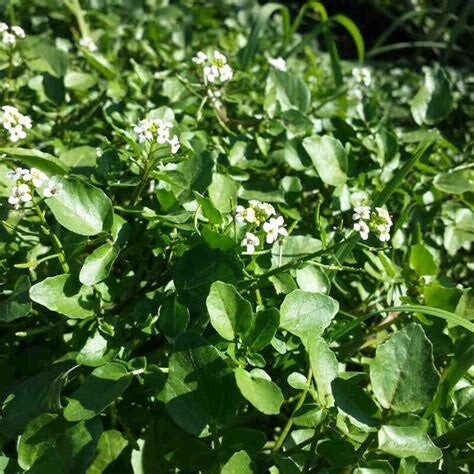 Cresson de fontaine - Nasturtium officinale