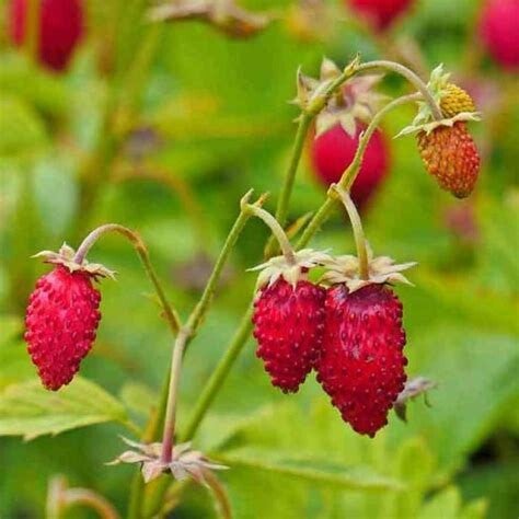 Fraisier des bois - Fragaria vesca ‘Improved Rügen’