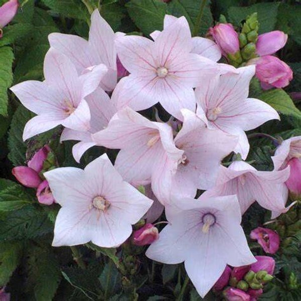 Campanule 'Astra Pink' - Platycodon grandiflorus
