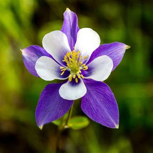 Ancolie 'Bleu Star' - Aquilegia caerulea ‘Blue star’
