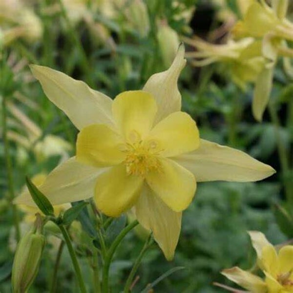 Ancolie 'Maxi' - Aquilegia caerulea ‘Maxi’