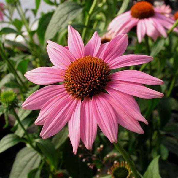 Echinacée 'Magnus' - Echinacea purpurea ‘Magnus’