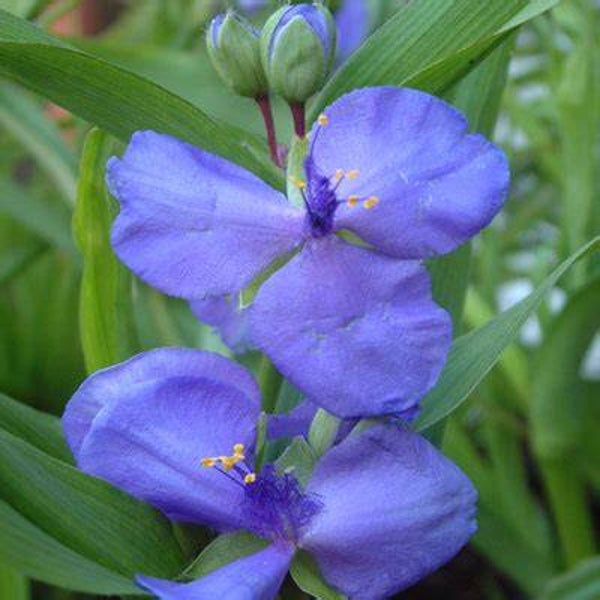 Tradescantia ‘Blue’ - Tradescantia ‘Blue’