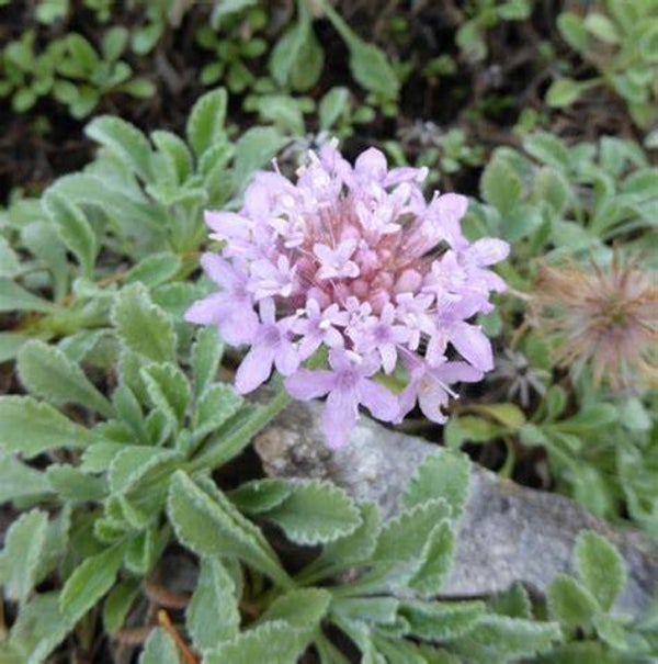 Scabieuse des rochers - Pterocephalus perennis