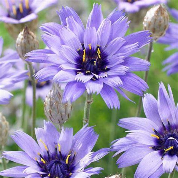 Cupidone à fleurs bleue - Catananche caerulea