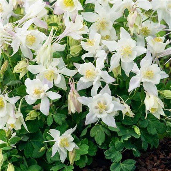 Ancolie ‘Earlybird white’ - Aquilegia vulgaris ‘Earlybird white’