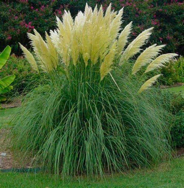 Cortaderia selloana 'Evita'