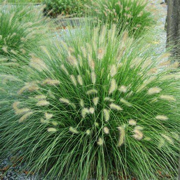 Pennisetum alo. 'Hameln'
