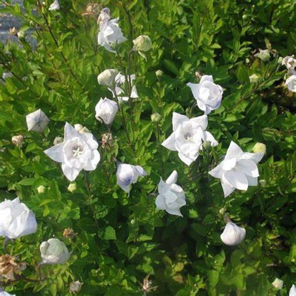 Campanule à grandes fleurs - Platycodon grandiflorus ‘Hakone White'