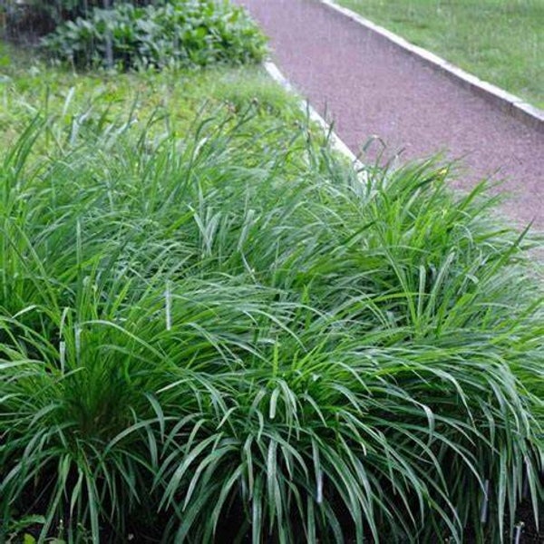 Carex morrowii 'Irish green'