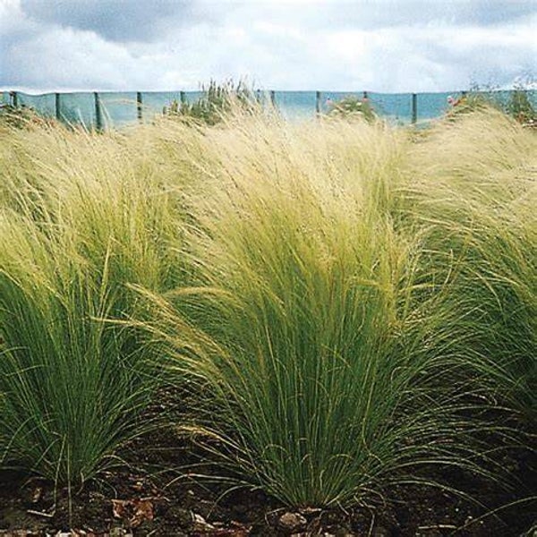 Stipa tenuissima 'Pony tails'