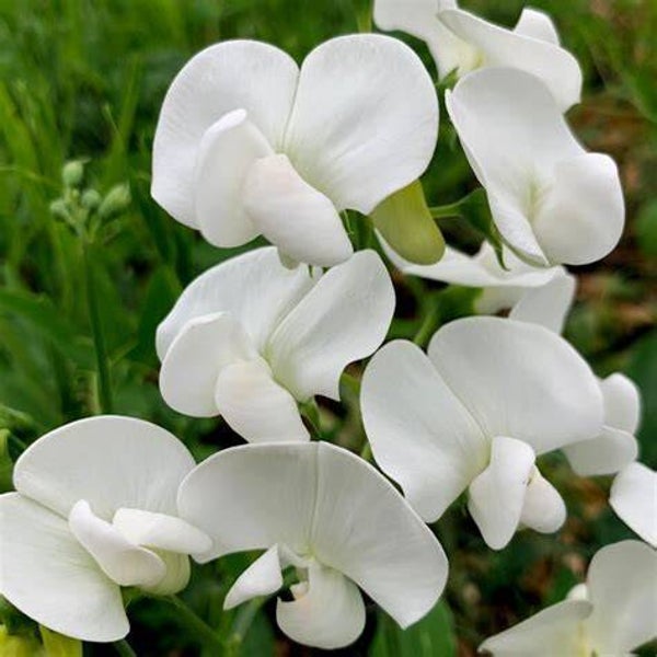 Pois de senteur ‘White pearl’ - Lathyrus latifolius