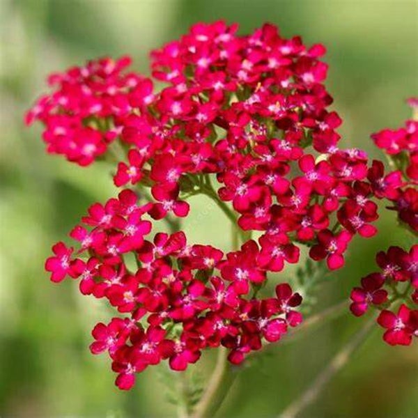 Achillée millefeuille ‘Cassis’ - Achillea millefolium