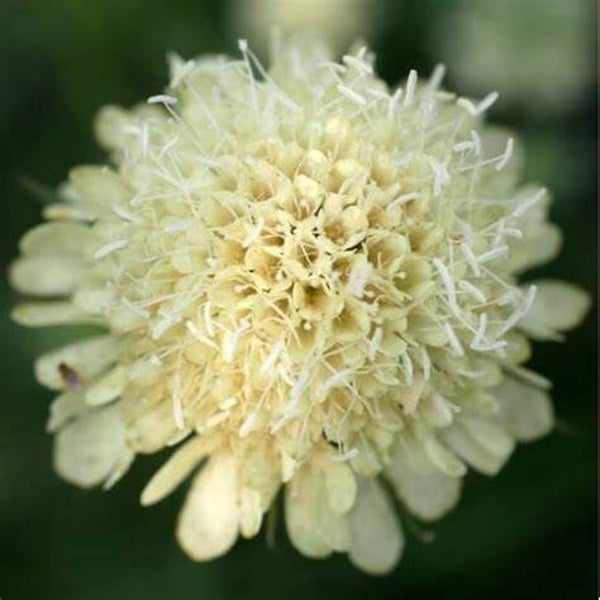 Scabieuse jaune - Scabiosa ochroleuca