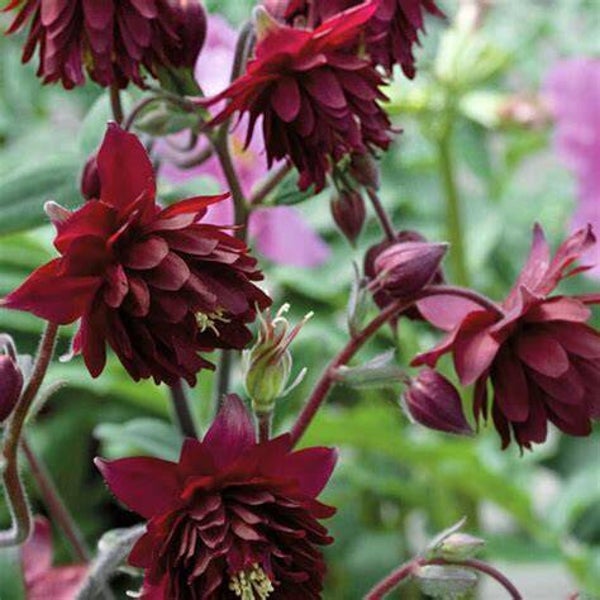 Ancolie 'Ruby port' - Aquilegia vulgaris ‘Ruby port’